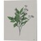 Line Botanical by Kyra Brown 12" x 15" Canvas Wall Art (Set of 2)